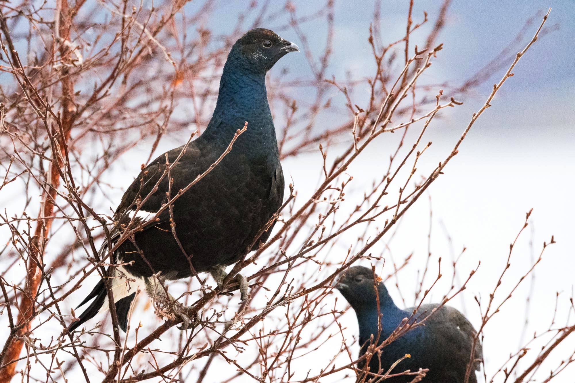 birds of lofoten, black grouse